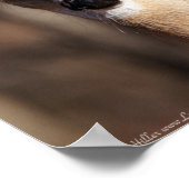 Wildlife Whitetail Deer Doe Portret Poster (Hoek)