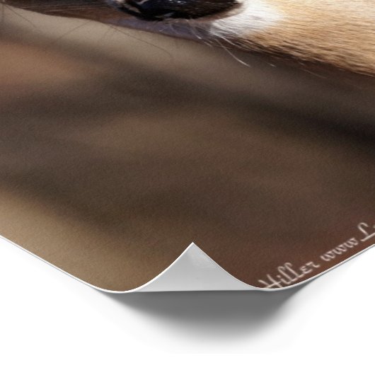 Wildlife Whitetail Deer Doe Portret Poster (Hoek)