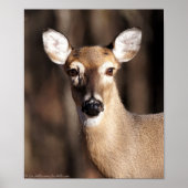 Wildlife Whitetail Deer Doe Portret Poster (Voorkant)