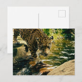 Wildlife Wildcat Animal Leopard Natuur Briefkaart (Voorkant / Achterkant)