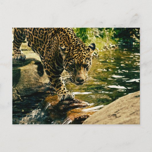 Wildlife Wildcat Animal Leopard Natuur Briefkaart (Voorkant)