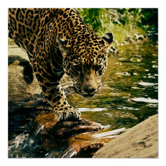 Wildlife Wildcat Animal Leopard Natuur Perfect Poster (Voorkant)