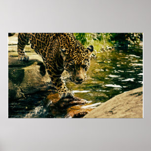 Wildlife Wildcat Animal Leopard Natuur Poster