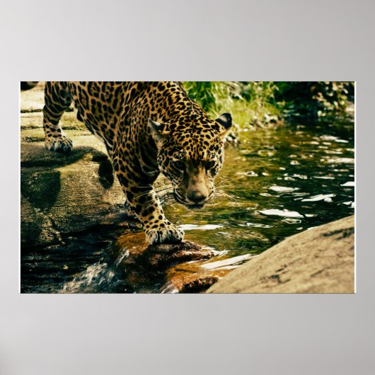 Wildlife Wildcat Animal Leopard Natuur Poster (Voorkant)