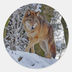 Wildlife Wolf Snow Foto Ronde Sticker
