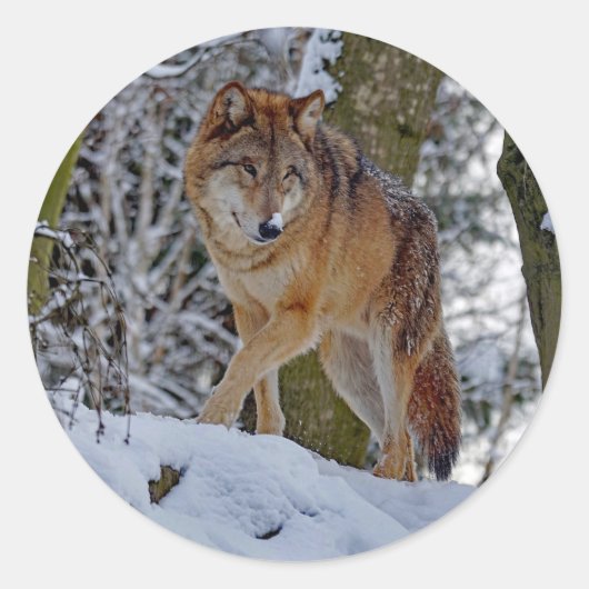 Wildlife Wolf Snow Foto Ronde Sticker (Voorkant)