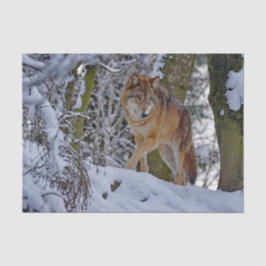 Wildlife Wolf Snow Foto Tissuepapier