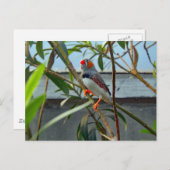 Wildlife Zebra Finch Foto Briefkaart (Voorkant / Achterkant)