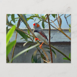 Wildlife Zebra Finch Foto Briefkaart