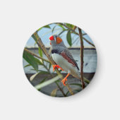 Wildlife Zebra Finch Foto Magneet (Voorkant)