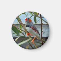 Wildlife Zebra Finch Foto