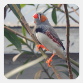 Wildlife Zebra Finch Foto Vierkante Sticker