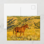 Wildpaard-sanctuarium. Briefkaart (Voorkant / Achterkant)