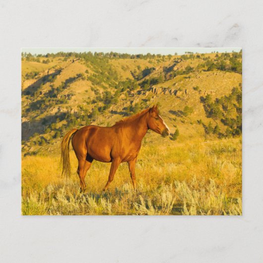 Wildpaard-sanctuarium. Briefkaart (Voorkant)