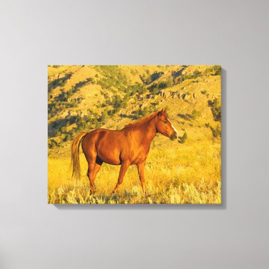 Wildpaard-sanctuarium. Canvas Afdruk (Voorkant)