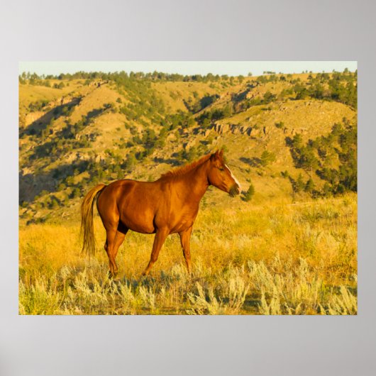 Wildpaard-sanctuarium. Poster (Voorkant)