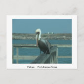 Wildpostkaart Briefkaart (Voorkant)