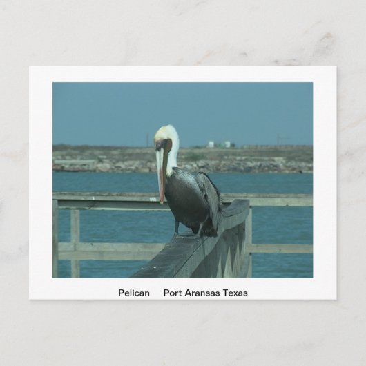 Wildpostkaart Briefkaart (Voorkant)