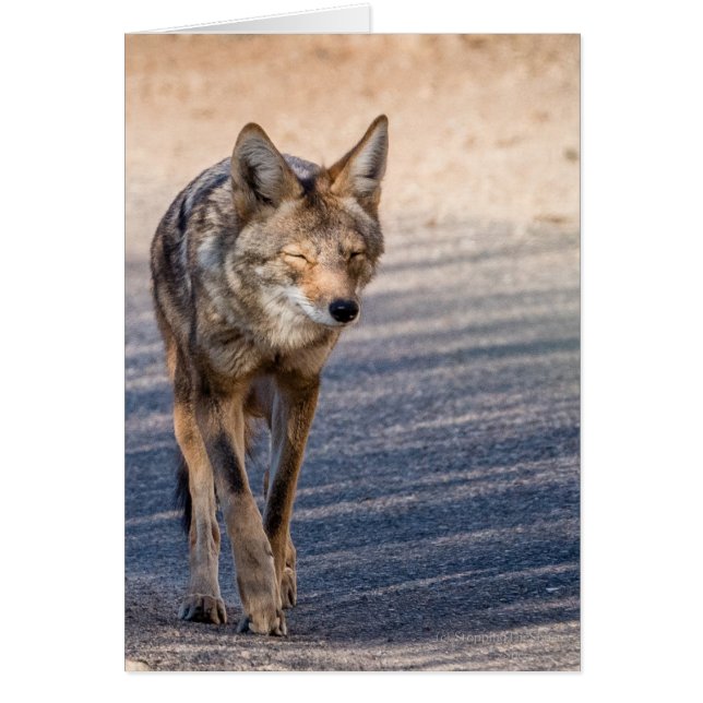 Wiley Coyote (Voorkant)
