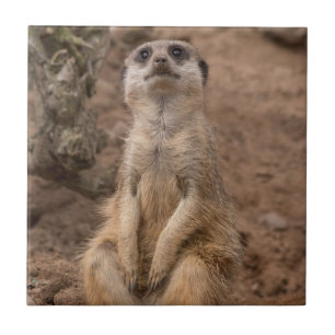 Wilfadieren van Cute African Meerkat Tegeltje