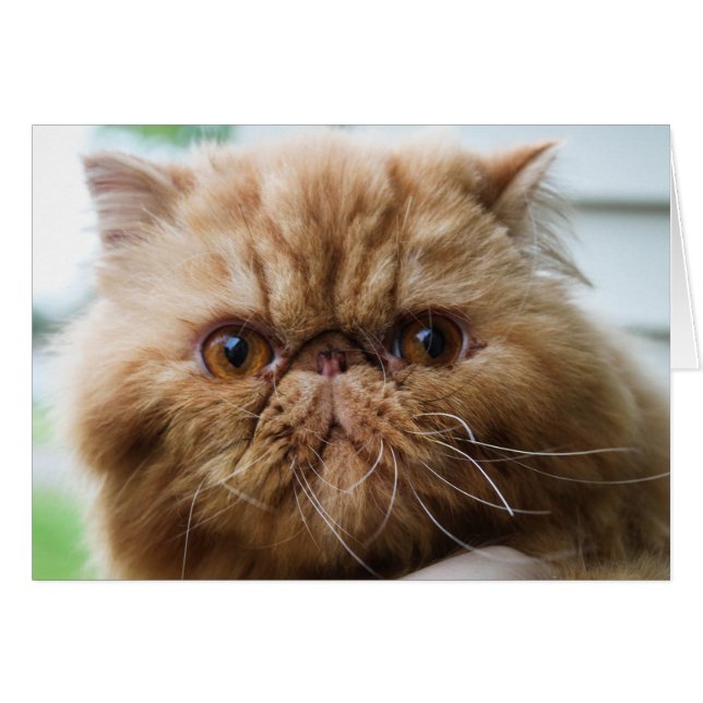 Wilford Up Close en Personal (Voorkant Horizontaal)