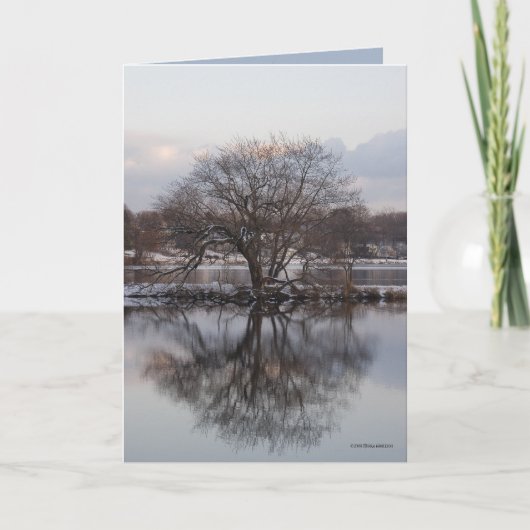 Wilg als Boom van de Wereld Kaart (Voorkant)