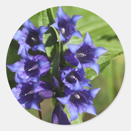 Wilgentiaan (Gentiana asclepiadea) Ronde Sticker (Voorkant)