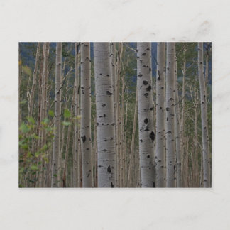 Will B Free Signature Post Cards Briefkaart