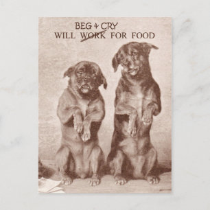 Will Beg & Cry for Food Briefkaart