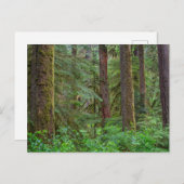 Willamette National Forest | Oregon Briefkaart (Voorkant / Achterkant)