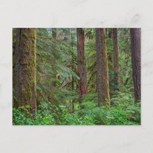 Willamette National Forest | Oregon Briefkaart (Voorkant)