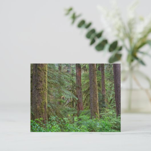 Willamette National Forest | Oregon Briefkaart (Staand voorkant)