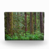 Willamette National Forest | Oregon Fotoblokken (Voorkant)