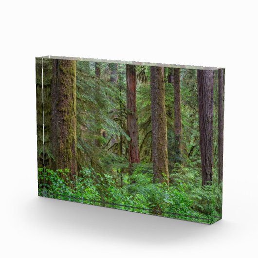 Willamette National Forest | Oregon Fotoblokken (Rechts)