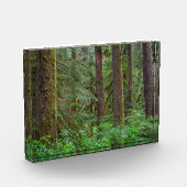Willamette National Forest | Oregon Fotoblokken (Links)
