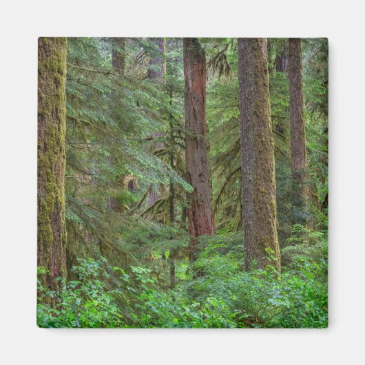 Willamette National Forest | Oregon Magneet (Voorkant)