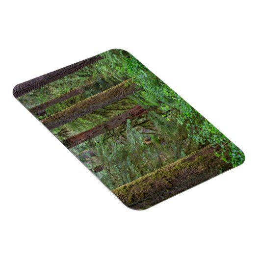 Willamette National Forest | Oregon Magneet (Rechterzijde)