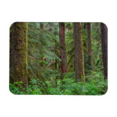 Willamette National Forest | Oregon Magneet (Horizontaal)