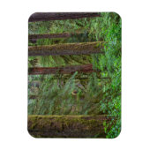 Willamette National Forest | Oregon Magneet (Verticaal)