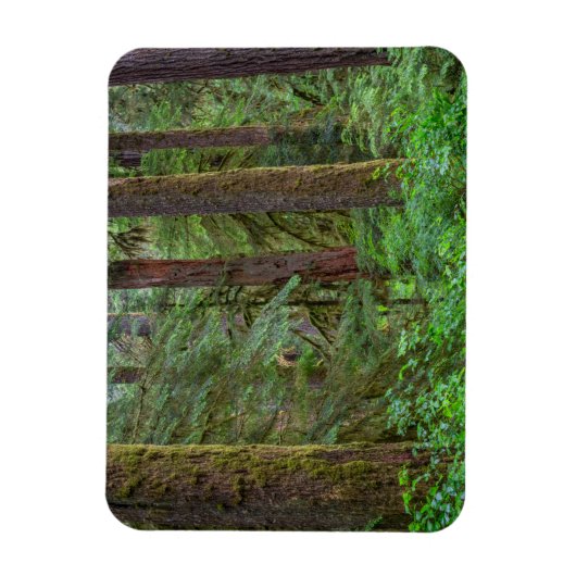 Willamette National Forest | Oregon Magneet (Verticaal)