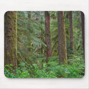 Willamette National Forest   Oregon Muismat