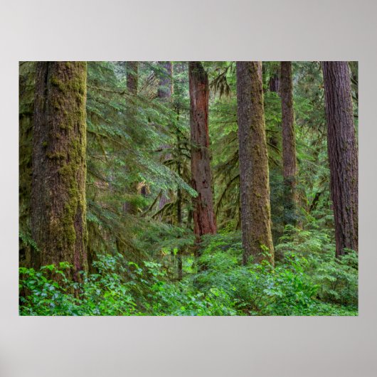 Willamette National Forest | Oregon Poster (Voorkant)