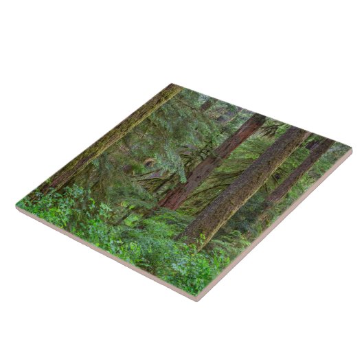 Willamette National Forest | Oregon Tegeltje (Zijkant)