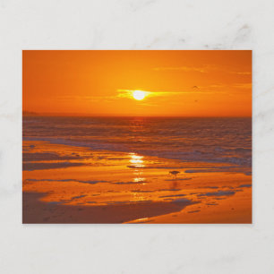 Willet op een strand van Florida bij zonsopgang Briefkaart