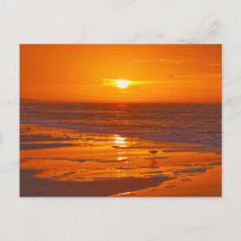 Willet op een strand van Florida bij zonsopgang Briefkaart
