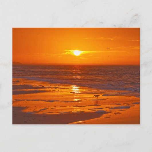 Willet op een strand van Florida bij zonsopgang Briefkaart (Voorkant)