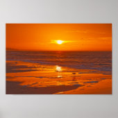 Willet op het strand bij Dawn, Florida Poster (Voorkant)