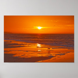 Willet op het strand bij Dawn, Florida Poster