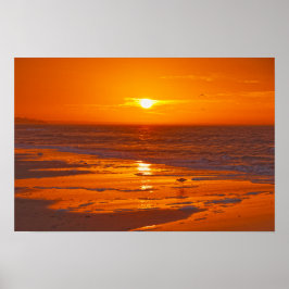 Willet op het strand bij zonsopgang, Florida Poster