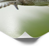 Willet Print Foto Afdruk (Hoek)